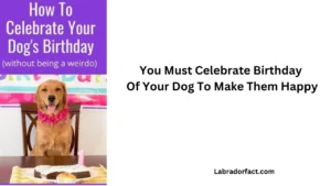 ways to Celebrate Dog Birthday