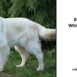 White Labrador Retriever