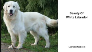 White Labrador Retriever