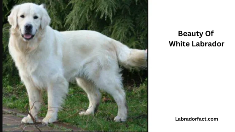 White Labrador vs Other Types Of Lab.