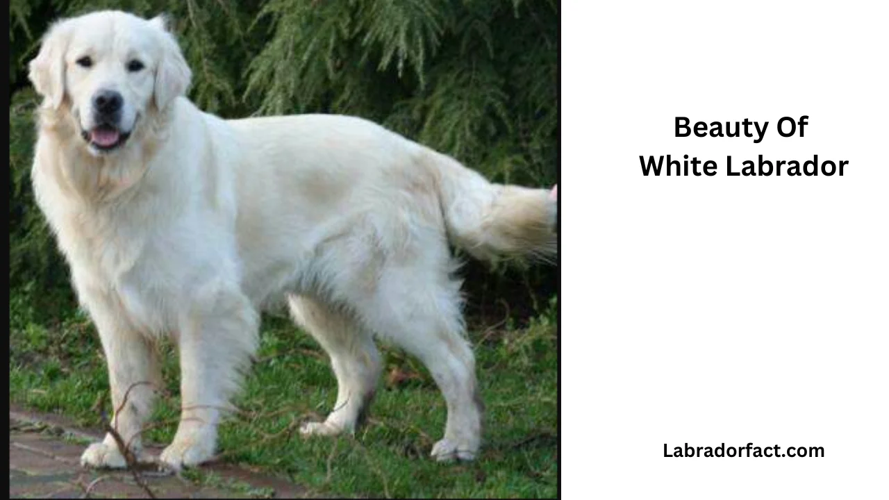 White Labrador Retriever