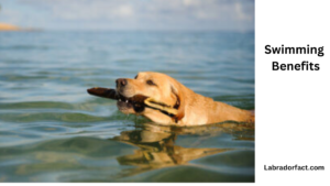 Labrador Loves To Swim