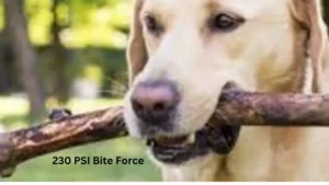 Labrador Bite Force 230 PSI