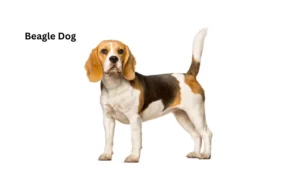 Beagles Dog Breed