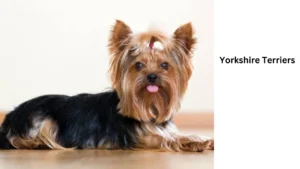 Yorkshire Terriers