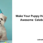 Ways to Celebrate Your Dog Birthday