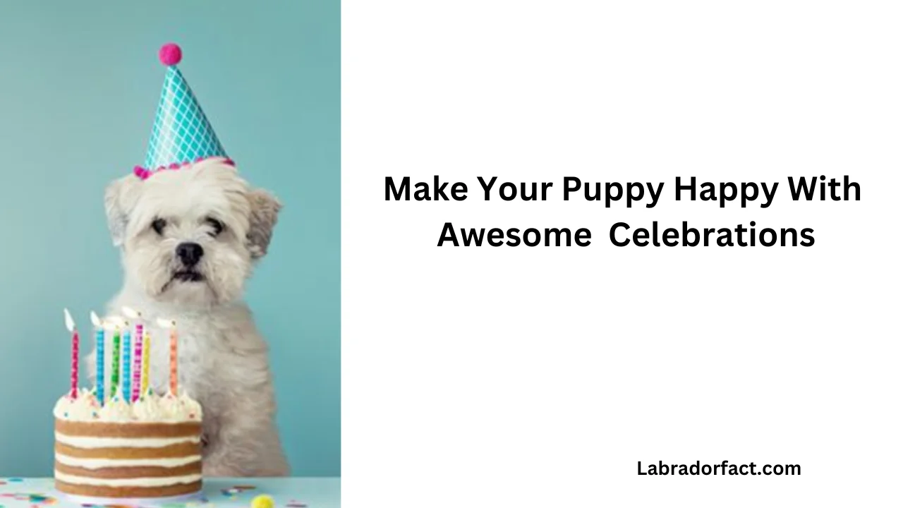 Ways to Celebrate Your Dog Birthday