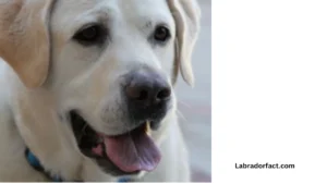 white Labrador