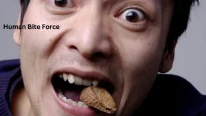 Human Bite Force