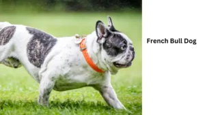 French Bull Dog