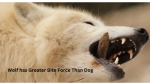 WOLVES BITE IS MORE POWERFUL