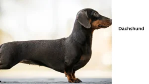 Dachshund 