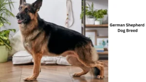 German Shepherd Famous Dog Breed