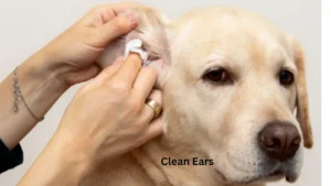 Clean Ears Of Your Pet Dog