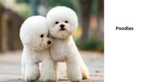 Poodles Small Dog Breed