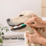 Clean teeth Regularly