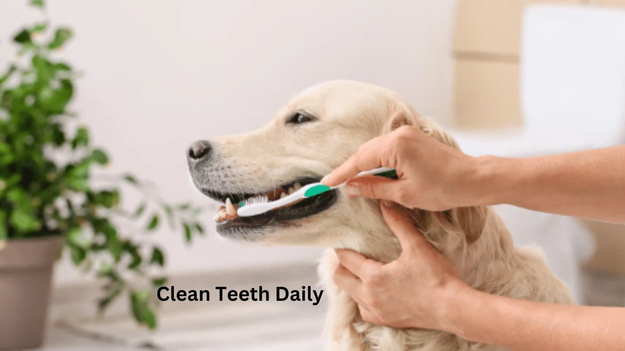 Clean teeth Regularly
