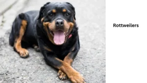 Rottweilers Dog 