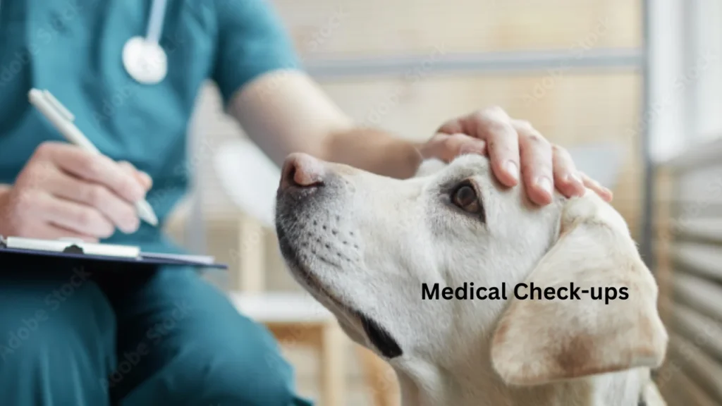Veterinary Check-Ups