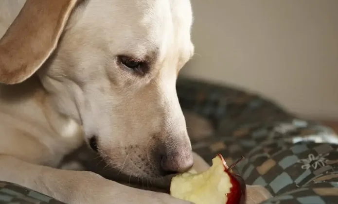 Top 10 Best Food For Your Dog | Benefits