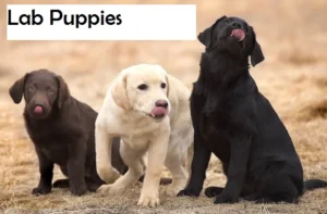 Things to Know Before Buying A puppy