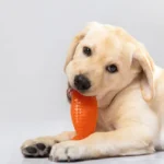 Chewable Toys for Dogs