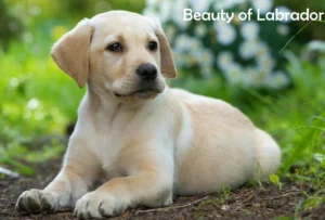 Beauty of Lab Puppy