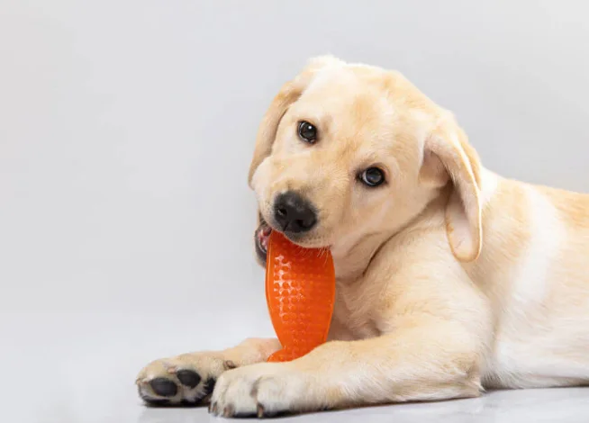 Chewable Toys for Dogs