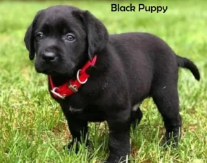 Black Labrador 