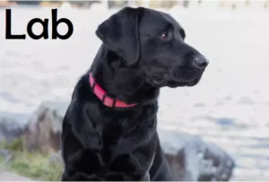 Black Labrador 