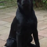 Black Labrador Guard