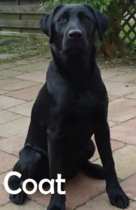 Black Labrador Guard