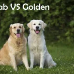 Labrador vs Golden Coat Colour