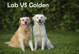 Labrador vs Golden Coat Colour