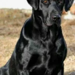 Black Labrador Beauty