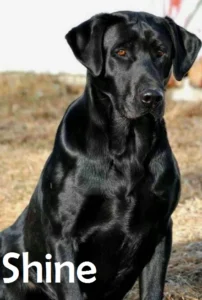 Black Labrador Beauty