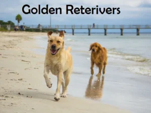 Labrador Vs Golden Retrievers