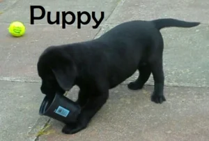 Black Labrador Puppy Images