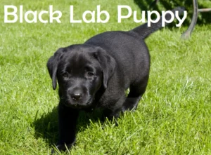 Black Labrador Puppy